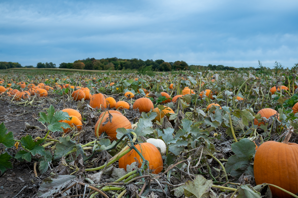 Illinois is The Great Pumpkin State Jackie Haas